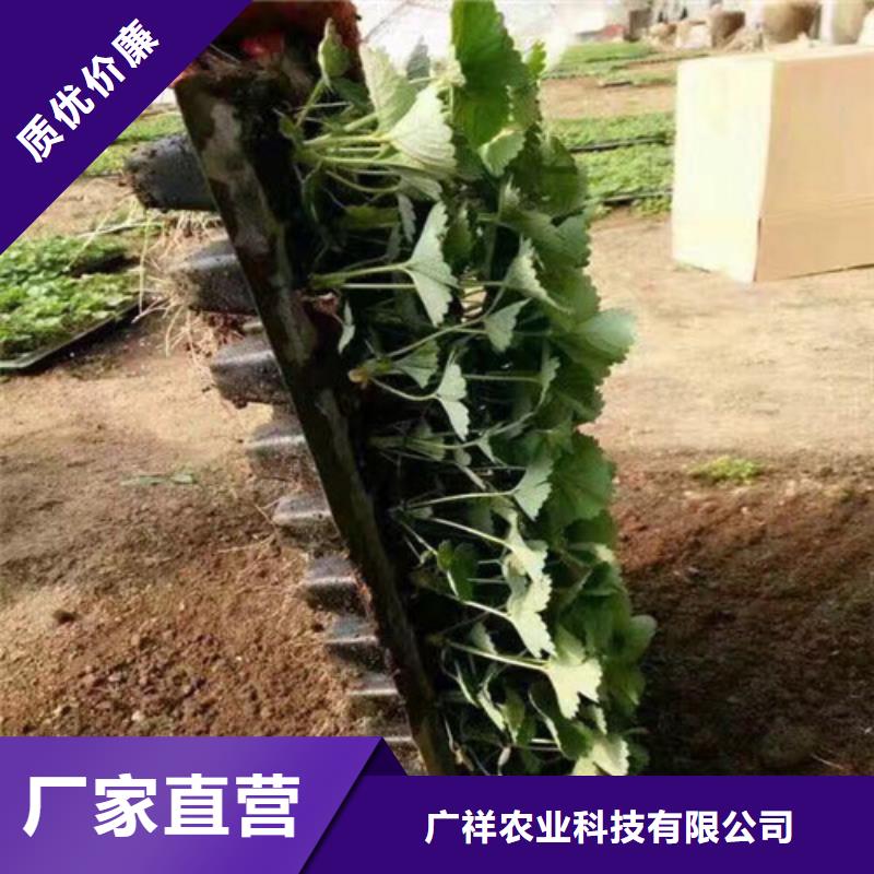 白草莓苗栽植密度