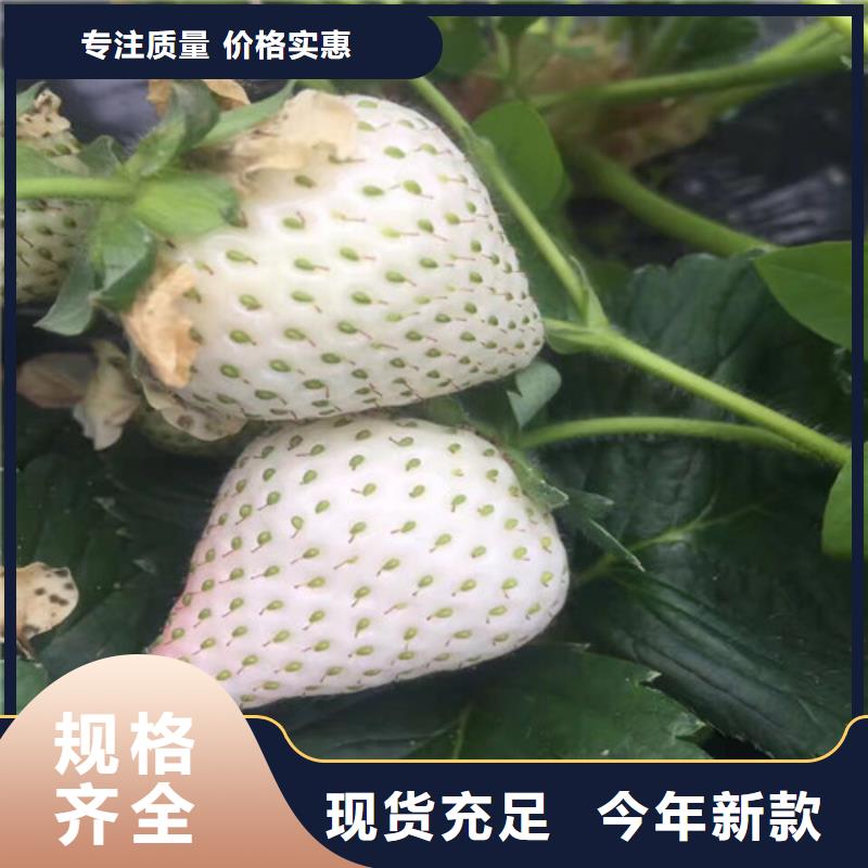 草莓苗品种基地批发