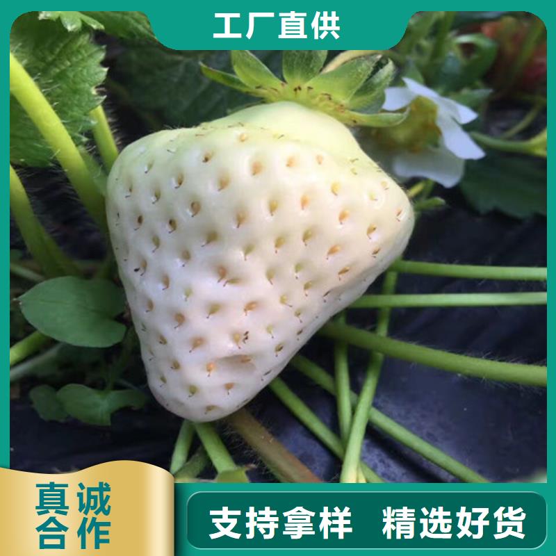 广阳巧克力草莓苗种植条件