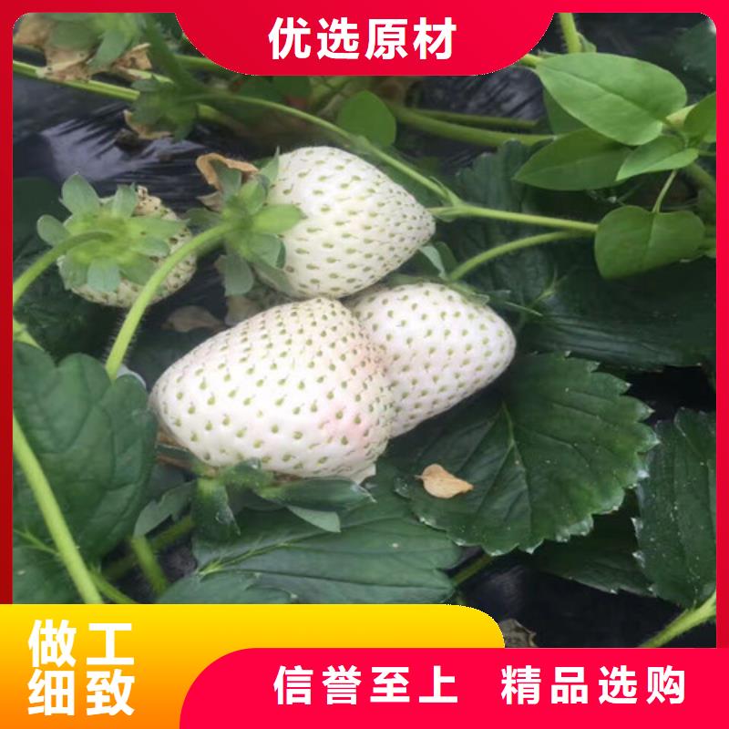 西林哪里有宁玉草莓苗，宁玉草莓苗种植地区