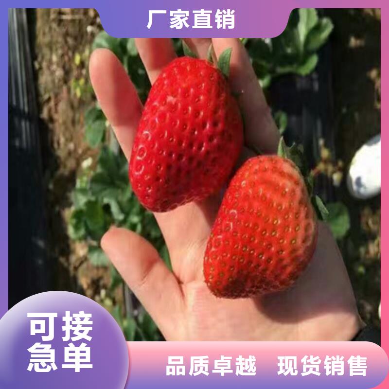 草莓苗高产丰收