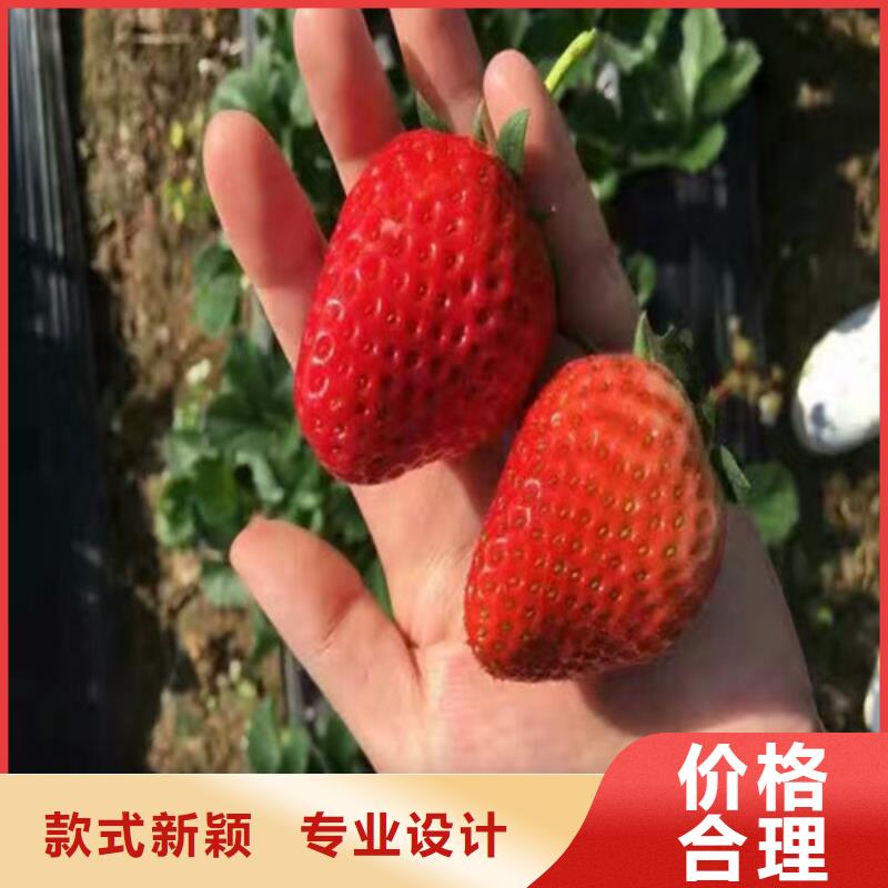 基地批发牛奶草莓苗，牛奶草莓苗种植品种选择