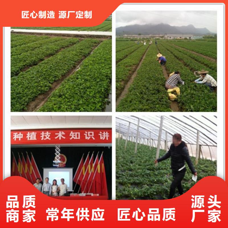 草莓苗-香椿树苗厂家直销值得选择