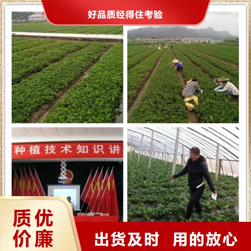 草莓苗,夏黑葡萄苗来图加工定制