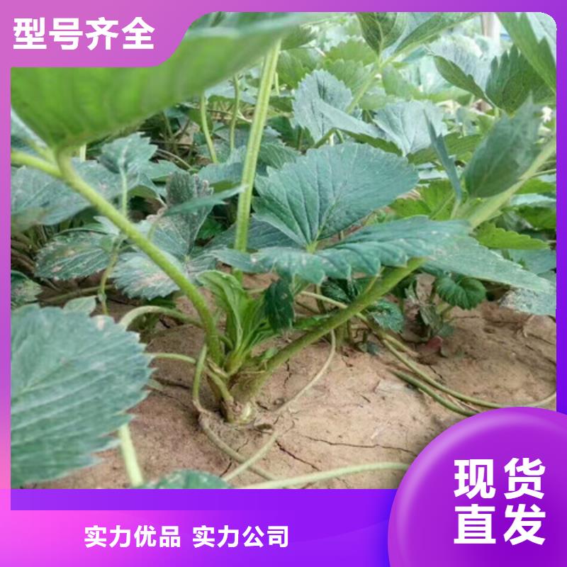 草莓苗,紅肉西梅量大從優
