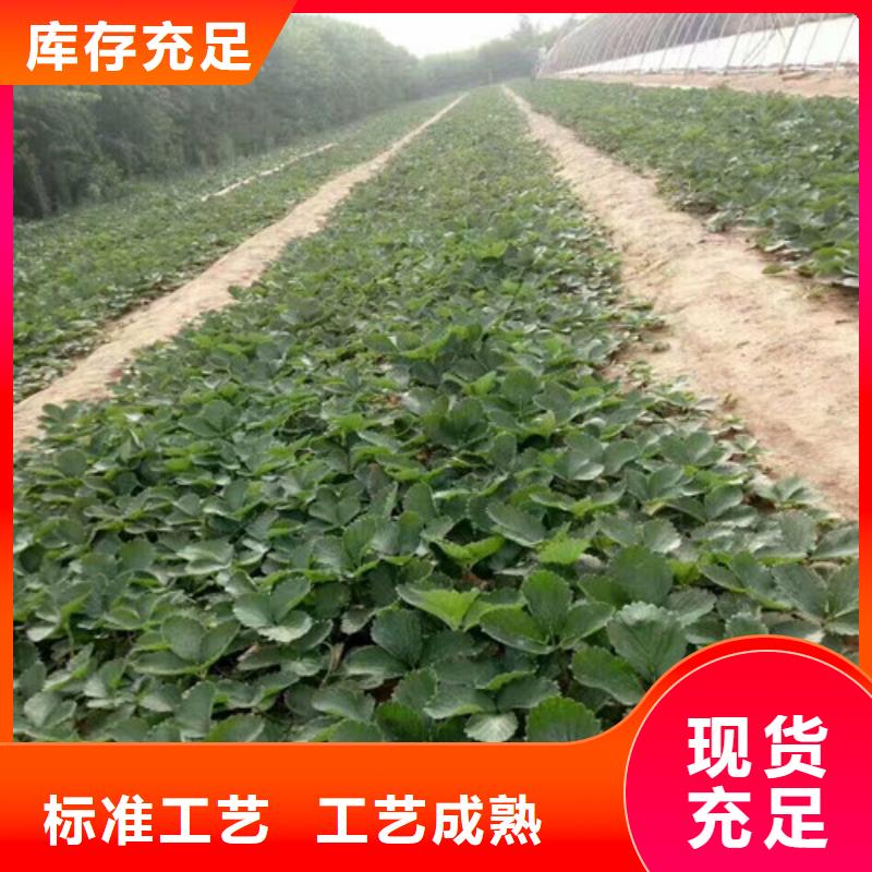 【草莓苗】,蟠枣树苗质量无忧