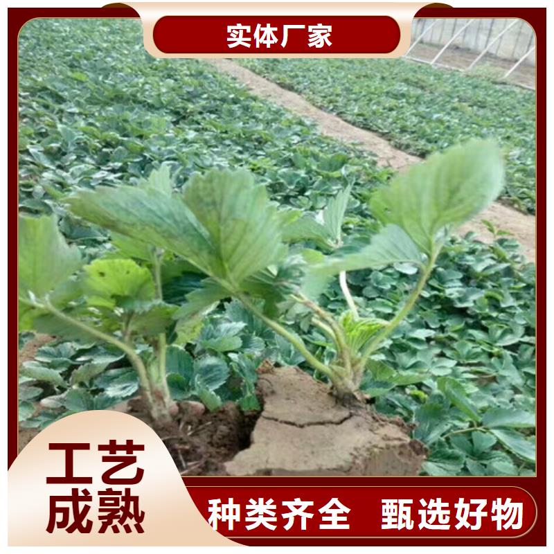 【草莓苗天仙醉草莓苗准时交付】