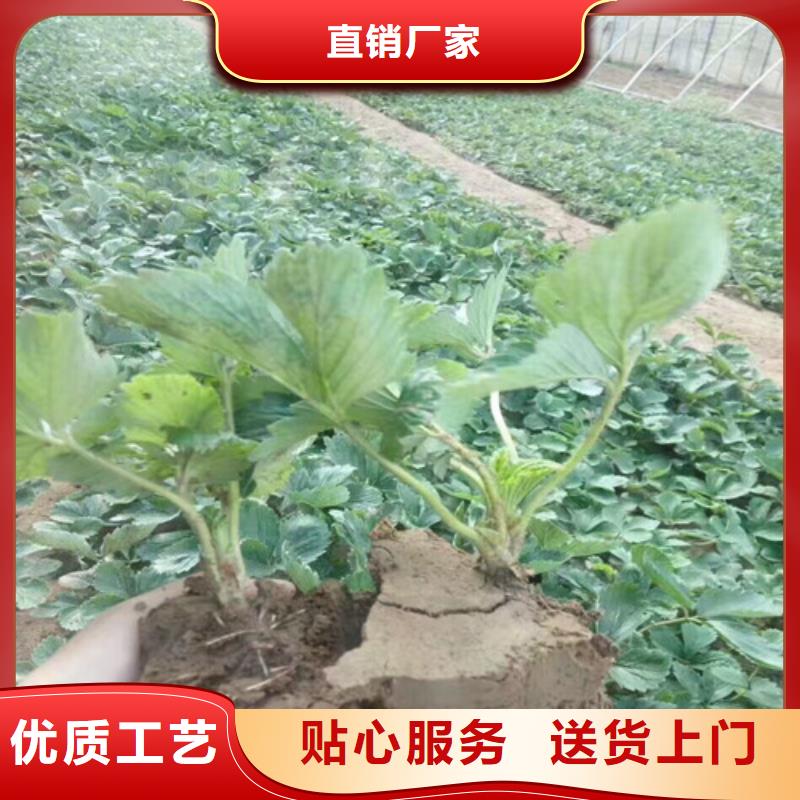 哪里卖甜查理草莓苗，甜查理草莓苗适应土地