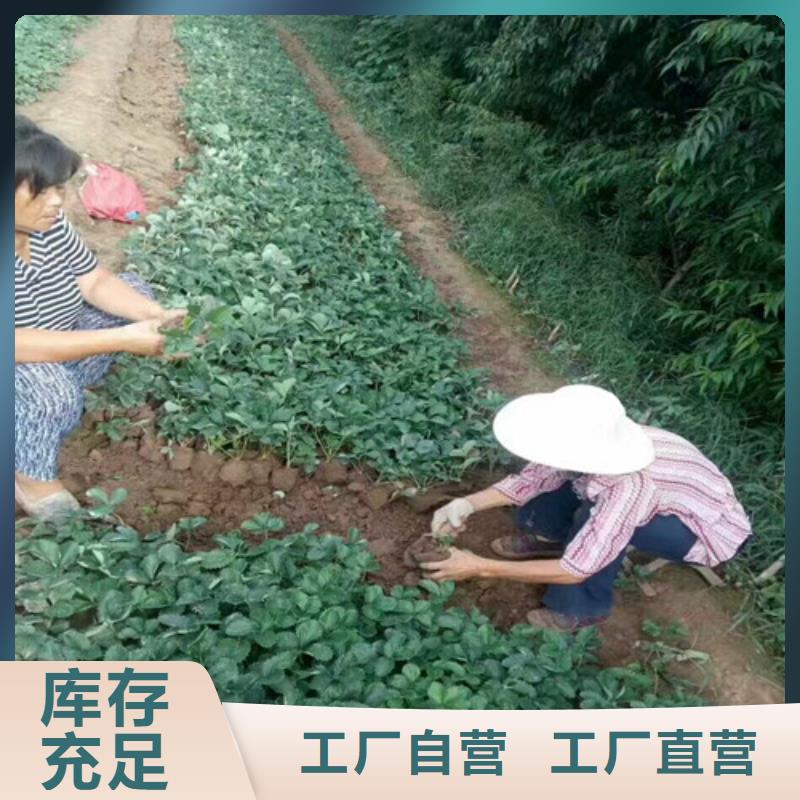 草莓苗黄金苹果树苗源厂供货