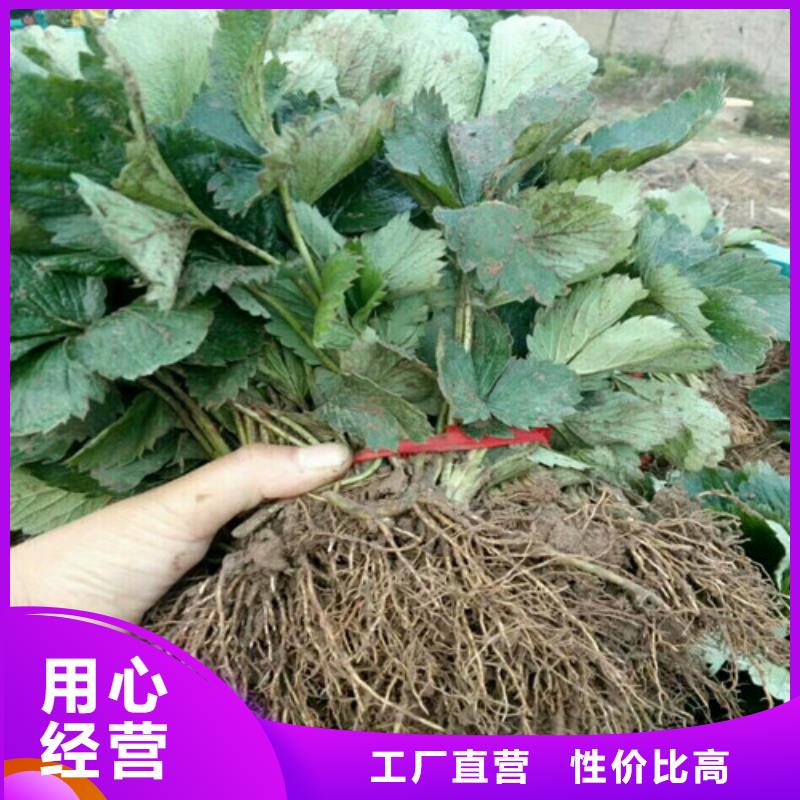 草莓苗_天仙醉草莓苗联系厂家