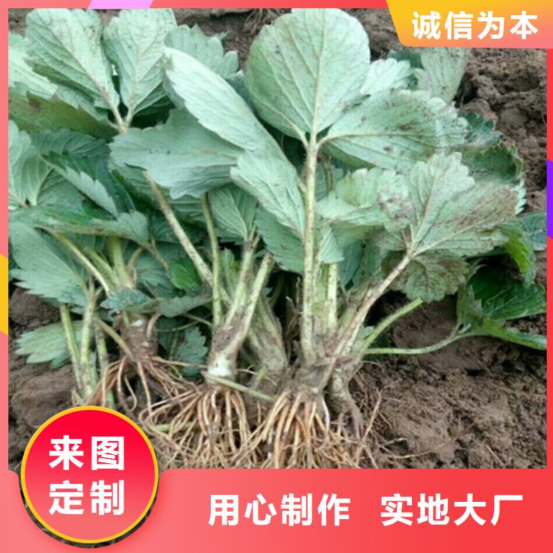 白草莓苗多少钱一棵