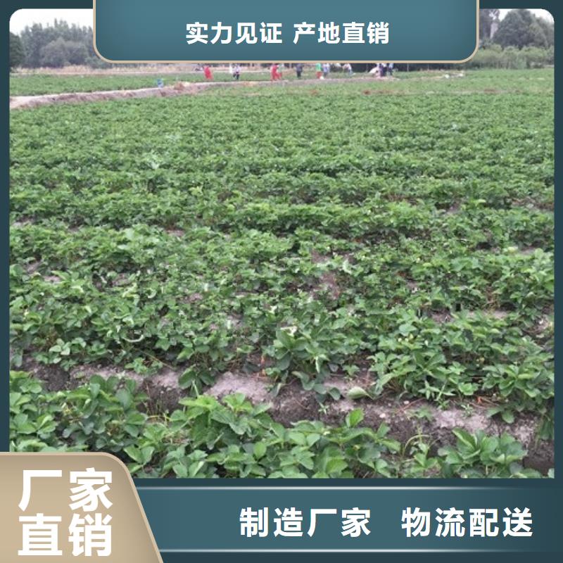 草莓苗桃树苗基地细节展示