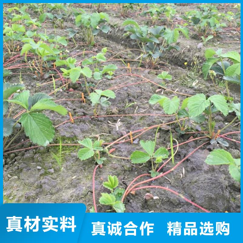 草莓苗梨树苗基地交货准时