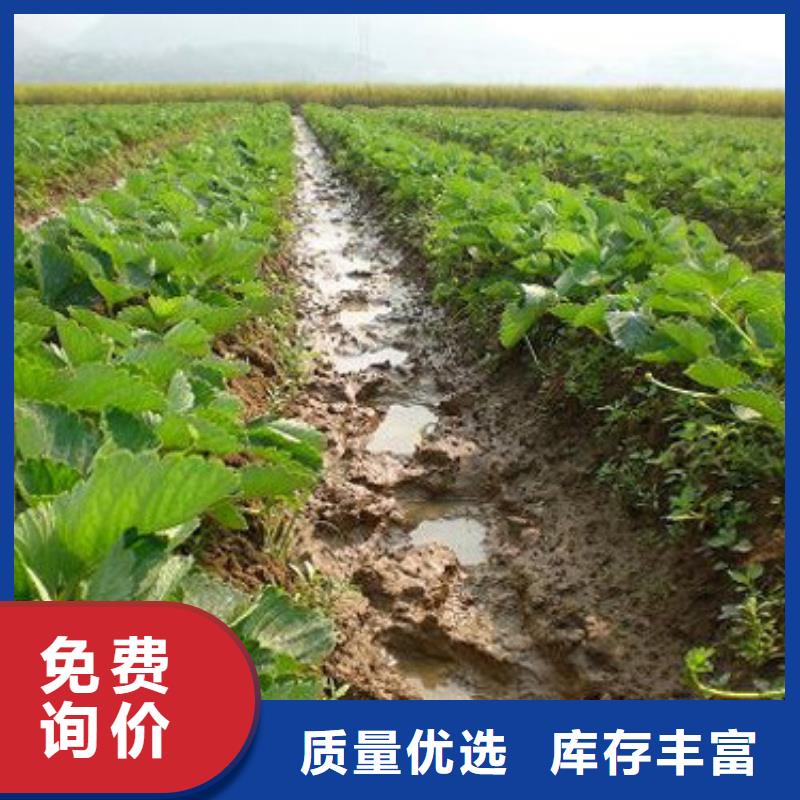 草莓苗果树苗批发基地质量无忧