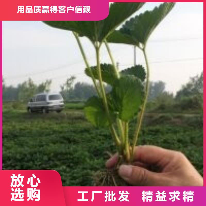 裕安一年生奶油草莓苗，奶油草莓苗哪里好