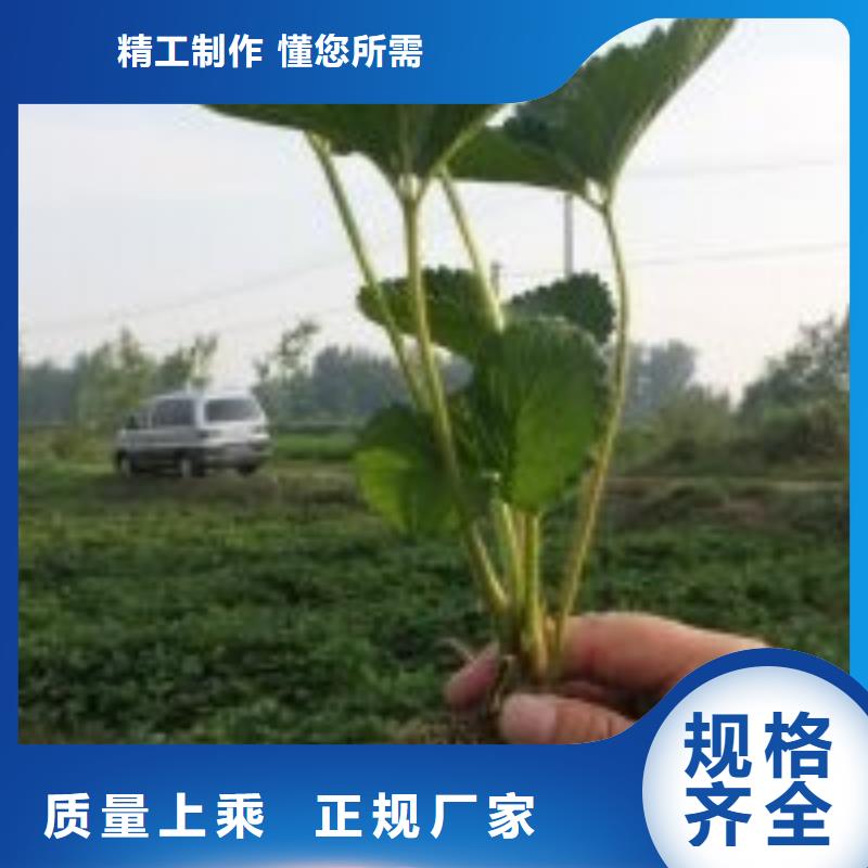 哪里出售奶油草莓苗，奶油草莓苗高产丰收