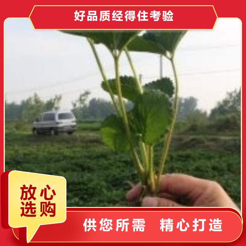 艳丽草莓苗厂家价格合理