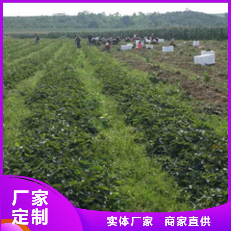 【草莓苗】黄金苹果树苗基地货品齐全