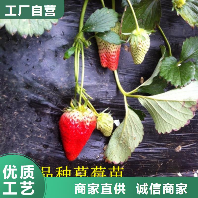 草莓苗黄宝石梨树苗不只是质量好