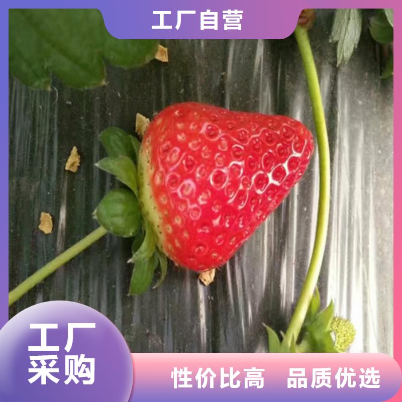 【天津】选购广祥草莓苗-樱桃苗质量优价格低