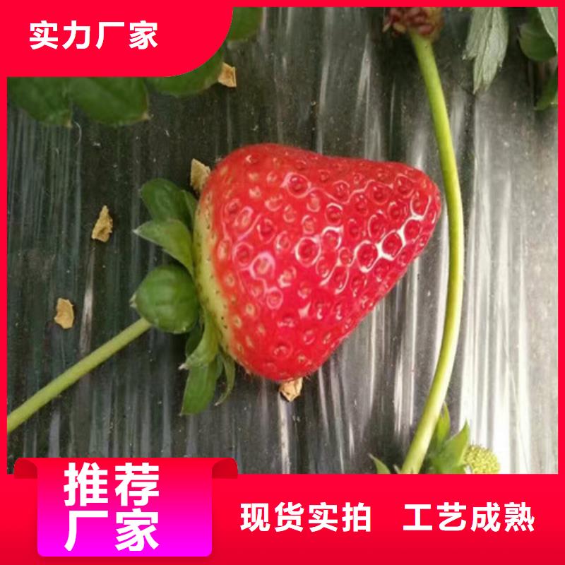 隋珠草莓苗