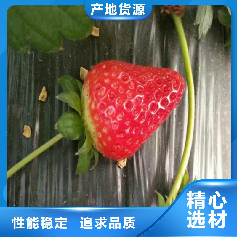 基地批发甜宝草莓苗，甜宝草莓苗品种齐全