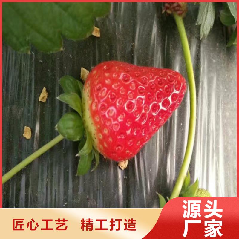 【草莓苗梨树苗现货采购】-[黑龙江]购买[广祥]