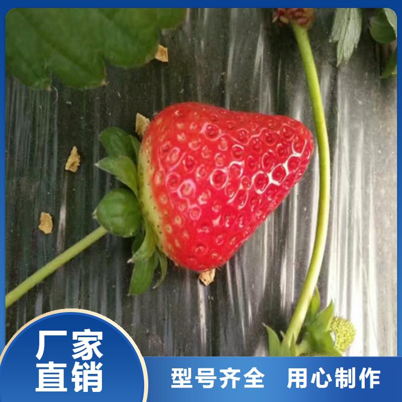 【草莓苗 梨树苗一个起售】-湖州本土【广祥】