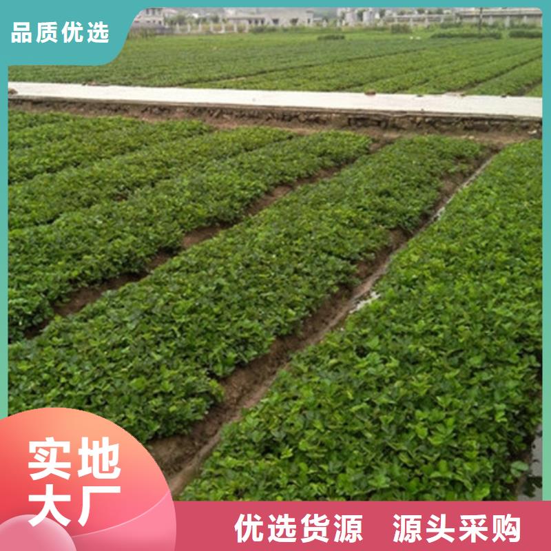 【天津】选购广祥草莓苗-樱桃苗质量优价格低