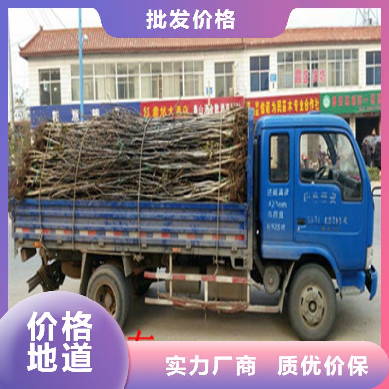 核桃苗黑珍珠草莓苗就近发货