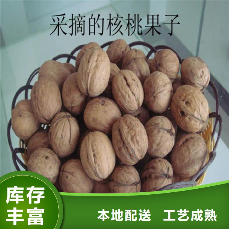 【 核桃苗_油蟠桃树苗服务至上】-可发货到文登|环翠|临沂|日照|烟台|泰安|莱芜|德州|济宁