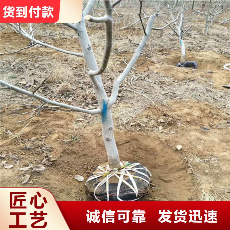 【核桃苗】大棚草莓苗用心做好细节