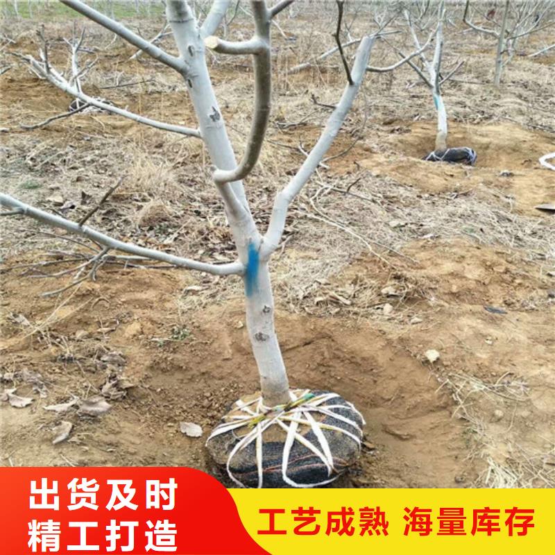 核桃苗夏黑葡萄苗厂家新品