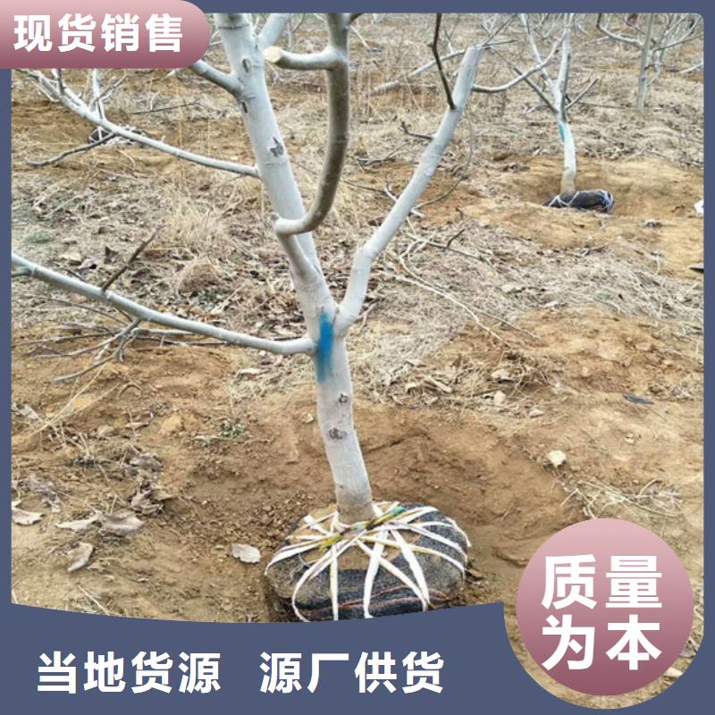 核桃苗苹果苗价格公道合理