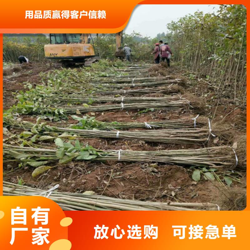 核桃苗苹果苗品质不将就