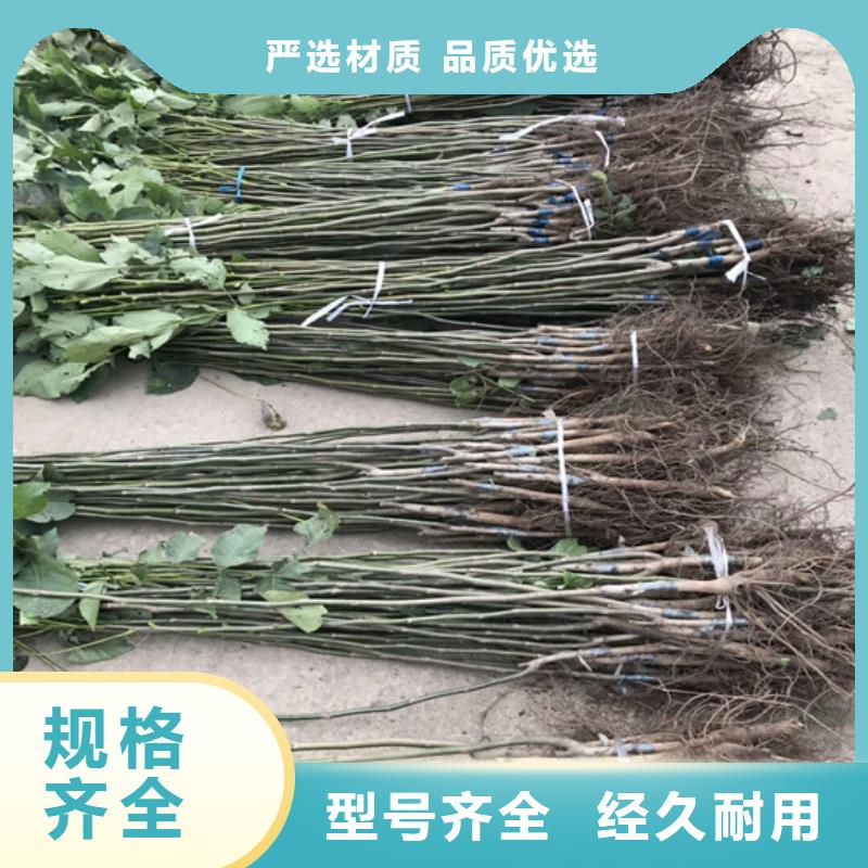 乳山|荣成|莱芜|滨州|聊城|日照【 核桃苗_油蟠桃树苗服务至上】厂家大量现货