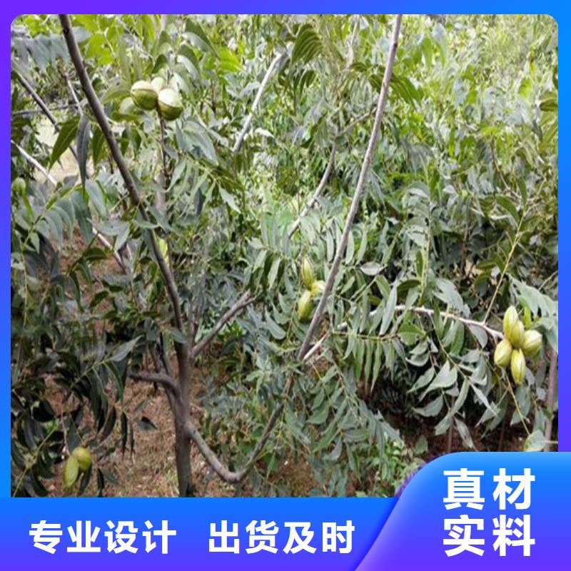 核桃苗梨树苗基地物流配货上门