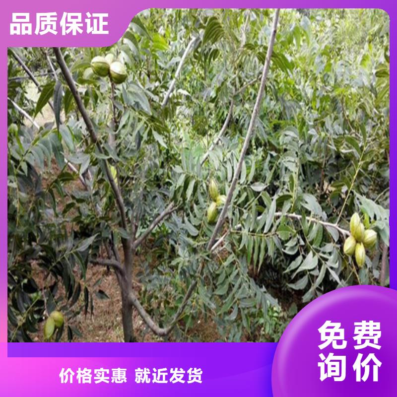 核桃苗-果树苗来图定制量大从优