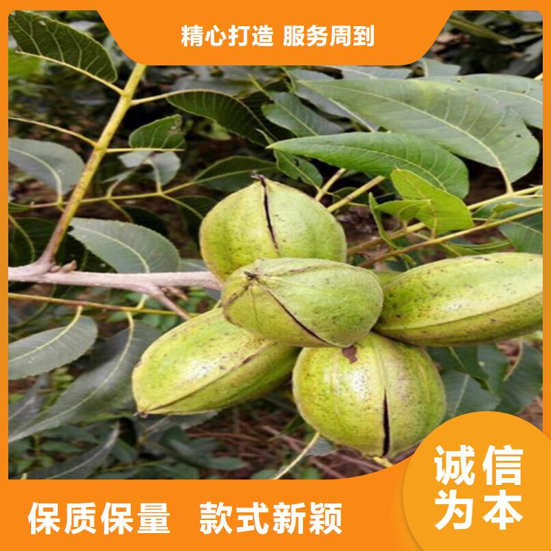 果树苗广祥【 核桃苗_油蟠桃树苗服务至上】