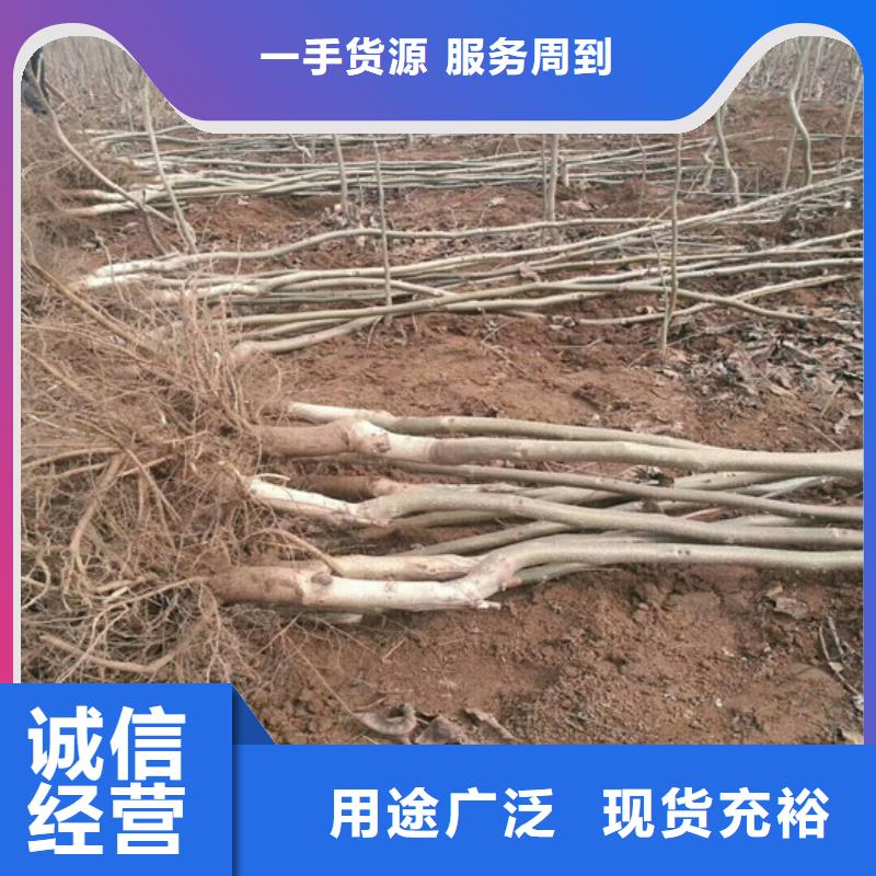 核桃苗_【蓝莓苗】优质原料