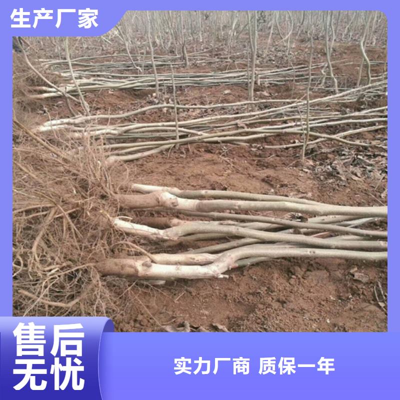 核桃苗【草莓苗价格】当地厂家值得信赖