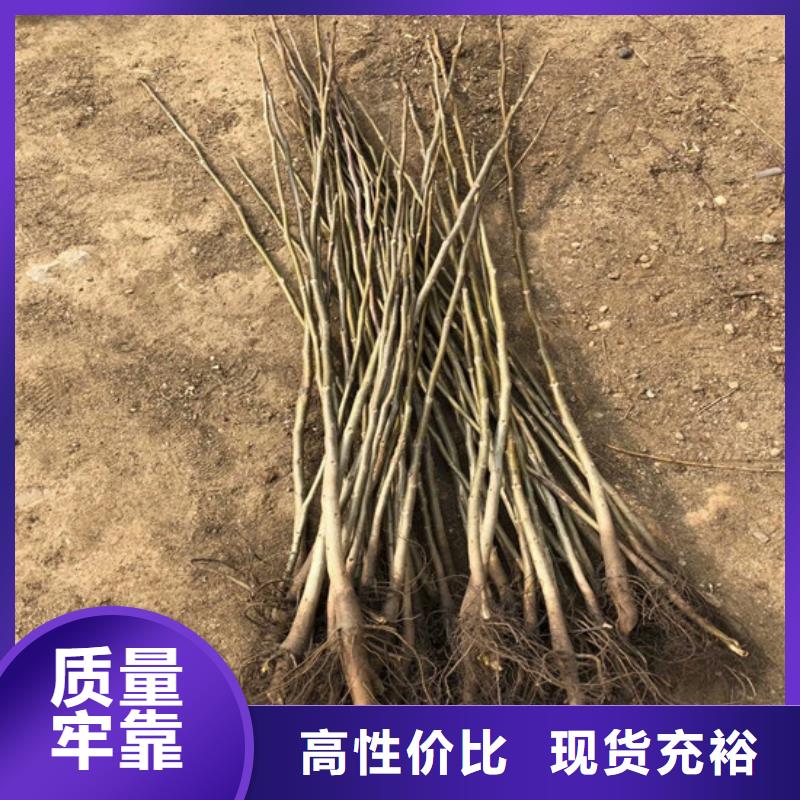 【核桃苗毛蟠桃树苗基地标准工艺】