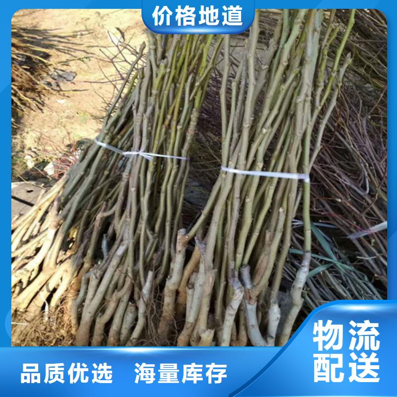 核桃苗黃金蘋果樹苗貨源報價