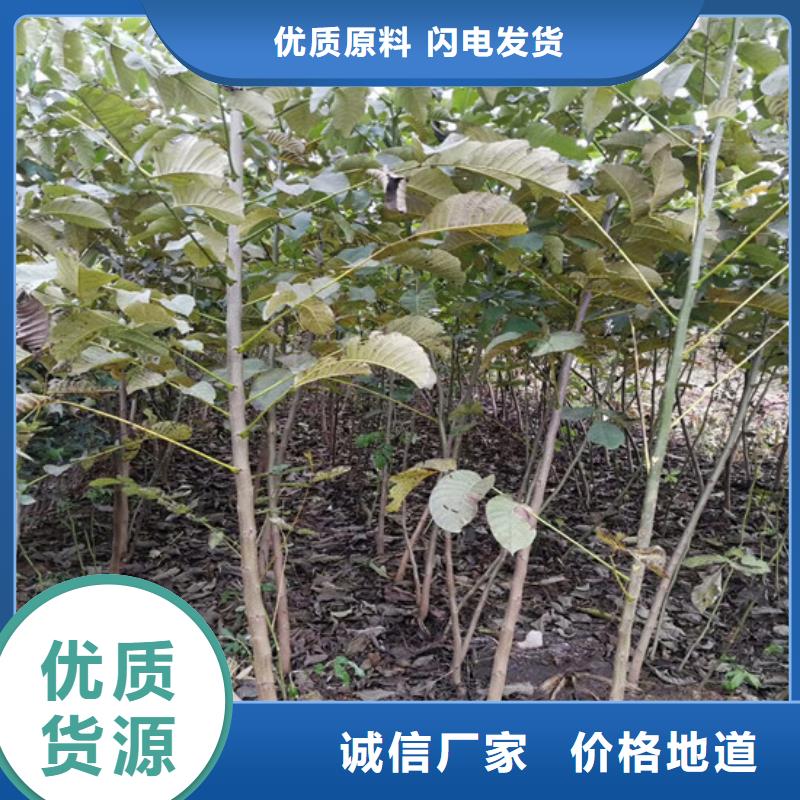 核桃苗,花椒树苗有口皆碑
