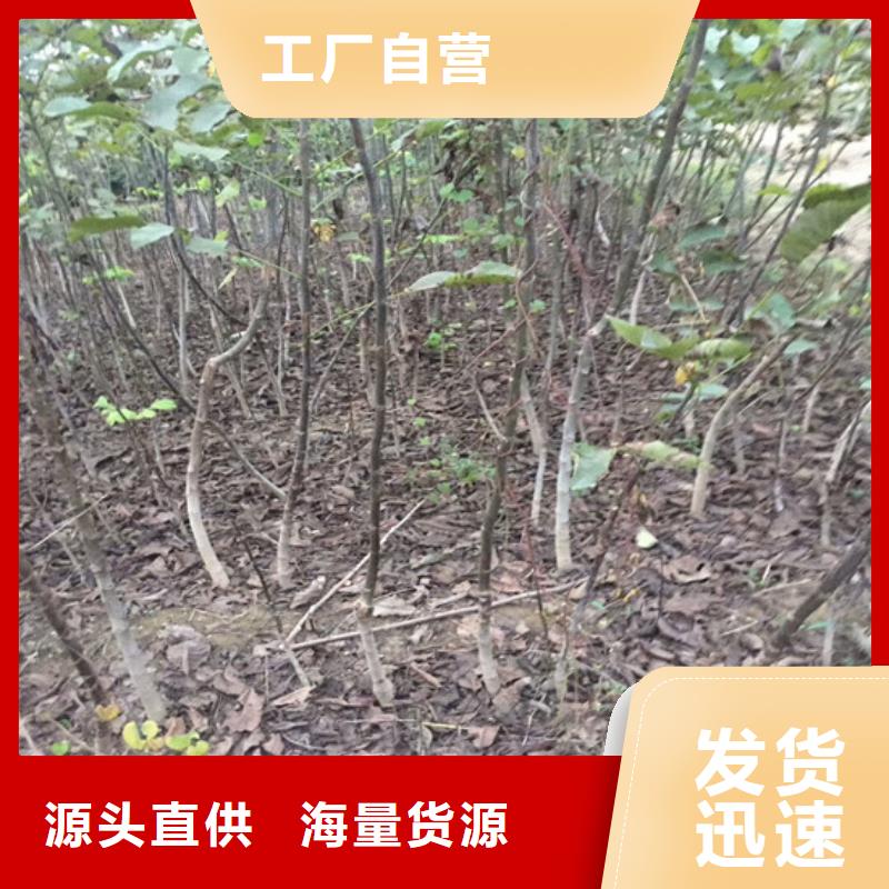 核桃苗草莓海量货源