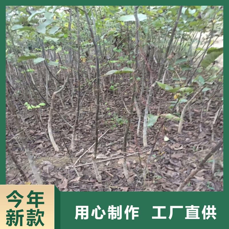 山核桃树苗便宜价格