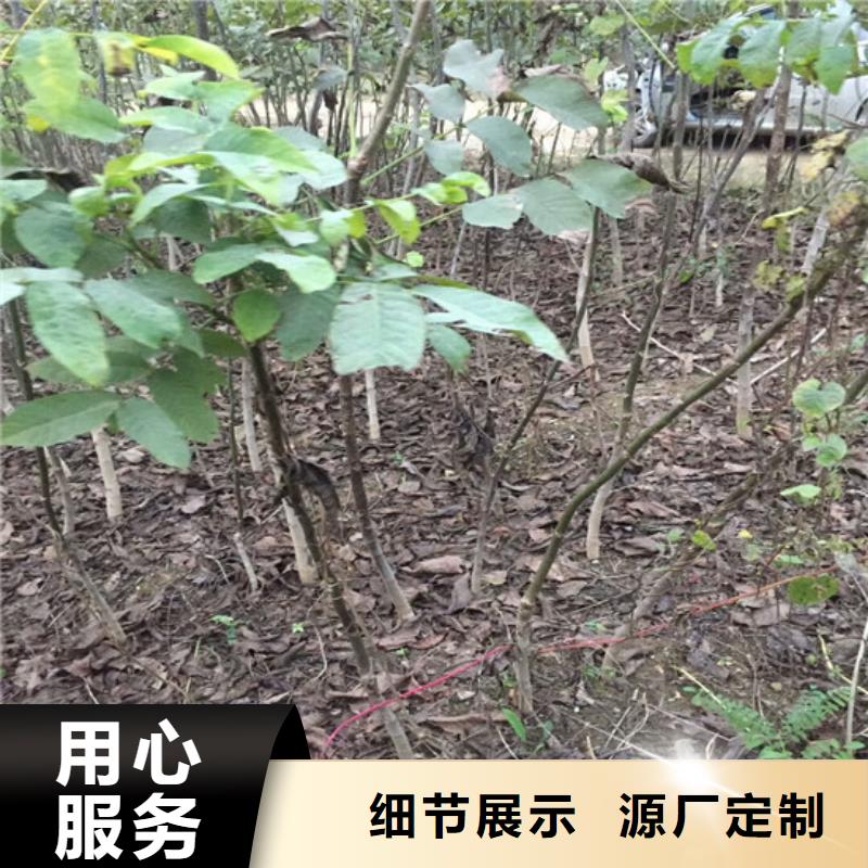 核桃苗-无花果树苗支持批发零售