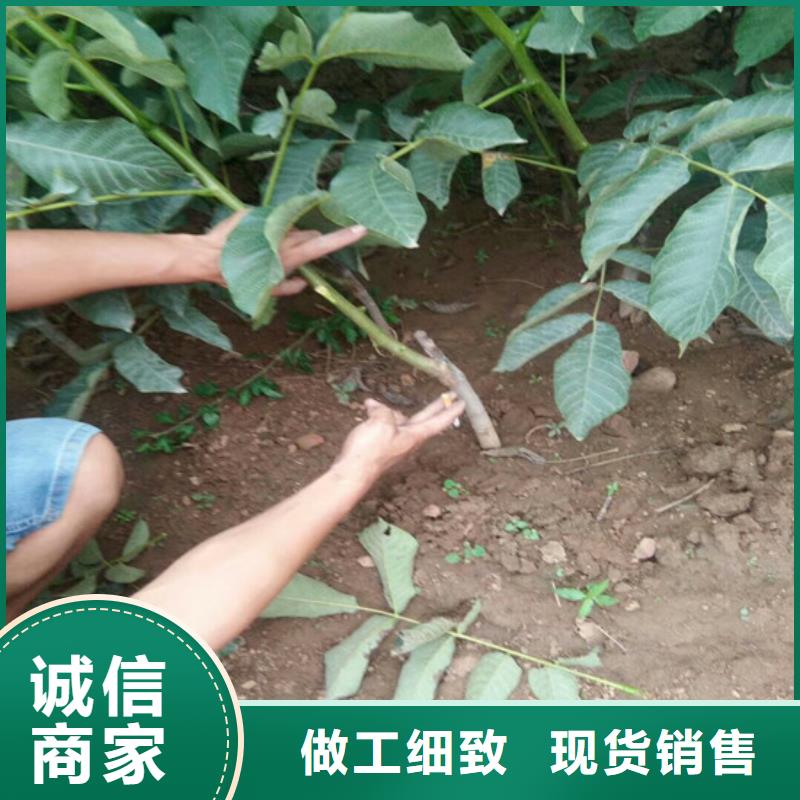 核桃苗,果樹苗質檢合格出廠