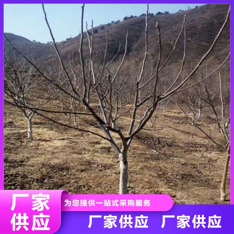 核桃苗_梨树苗基地厂家销售