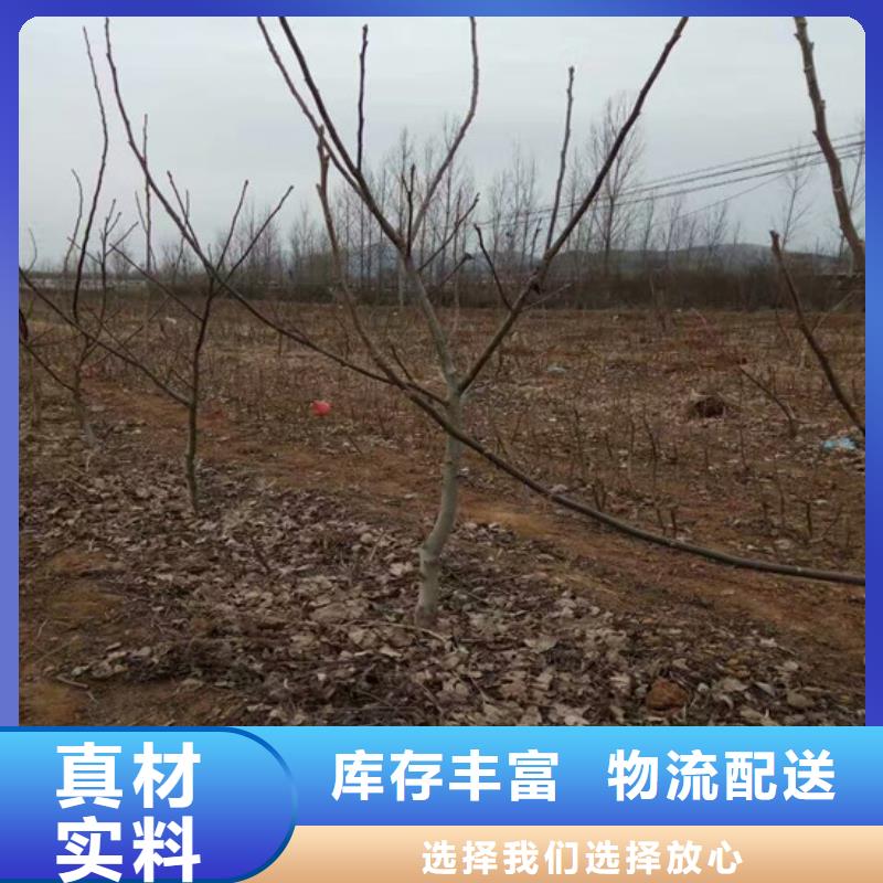 广祥【 核桃苗 梨树苗基地多行业适用】-企业旺旺